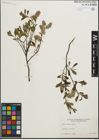 Foto von Salix humilis Marshall
